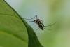 Transmitting dangerous diseases: Tiger mosquitoes spread across Luxembourg, experts warn