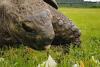 World's oldest living land animal extends record to 194 years
