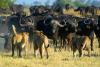 Tanzania emerges as the top in lion and buffalo populations