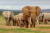Why Tanzania’s elephant population has declined sharply over the past two decades