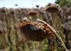 Bulgarian Food Safety Agency Finds Excess Pesticide Residues in Latest Argentine Sunflower Shipment