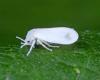 Whitefly infestation damages trees on Grand Cayman