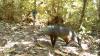Elusive Amazon 'ghost dog' may be more common than expected, 25-year study suggests
