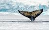 Protect Antarctic krill to preserve the health of Africa’s coastal communities (commentary)