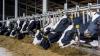 Opinion: More balanced calving pattern required within Irish dairy sector