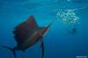 Billfish: Another Step Forward in the Eastern Tropical Pacific