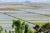 North Korea rice prices drop nearly 20%
