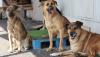 Turkey allows investigations into 2 more mayors over stray dog attacks
