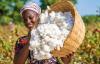 Togo's Maritime Region Eyes 10,000 Tonnes to Reclaim Its Place in the Cotton Industry
