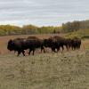An Update to Red Lake Nation’s Push to Transfer Back Upper Red Lake Public Lands, and White Earth Nation Expands Its Bison Harvest