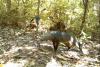 Elusive 'Ghost Dog' May Have a Larger Population Than Previously Believed by Researchers