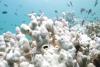 There’s a bit of good news for coral reefs