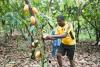 EU Grants More Than CFA37 Billion to Support Cameroon’s Digital, Cocoa and Timber Sectors