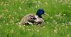 James C. Kennedy gifts $5.5M for waterfowl and wetlands research center at UM