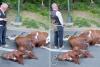 NYC activists’ carriage-horse threats prove they’ll use any excuse to force a ban