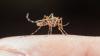 Mosquito magnet? Study reveals why some people attract more bites