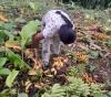 Indigenous defenders in Panama say they are being threatened and harassed for exposing abuses