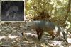 Scientists make ‘surprising’ discovery about Amazonian ‘ghost dogs’