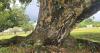 Stories Rooted in Nature: Da'ok and dad: Navigating life
