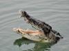 World Crocodile Day honors some of the planet's oldest predators