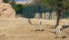 Saudi Arabia reports more than 40 wild gazelle births in early sign of species recovery