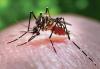 DOH: Dengue confirmed in visitor to Oahu; risks remain low