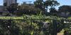 Community gardens in Honolulu to get new perimeter fencing