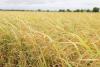 2,068 rice farmers receive nearly US$128K in 1st crop insurance claims