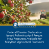 Federal Disaster Declaration Issued Following April Freeze: New Resources Available for Maryland Agricultural Producers