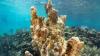Study identifies climate-resilient reefs worldwide, calls for better protection