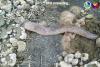 Philippines: Why the beach shoreline suddenly extended