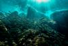 Scientists Found the Coral Reefs That Can Survive Climate Change