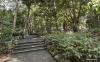 Nature Immersion Trail At Saraca Stream, Singapore Botanic Gardens