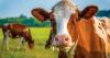 State reimburses ag businesses up to $15,000 to hire interns