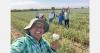 "The hot weather affected the quality of the first garlic harvest"