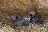 Seven endangered cheetah cubs born at Whipsnade Zoo 