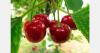 Bulgarian cherry harvest begins with farmgate prices at €0.80/kg