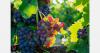 Tajikistan starts harvest of early grape varieties