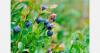 Poland blueberry prices rise as Chandler supply affected by frost
