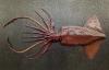 Proposed legal changes may risk sustainability of jumbo squid in Chile, Peru