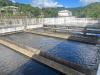 Martinique establishes a single water and sanitation authority