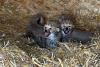 Watch: Seven adorable cheetah cubs born at Whipsnade Zoo