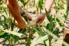 DNREC Offers Expanded Assistance for Farmers Due to Significantly Increased Reports of Deer Damage