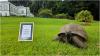 At 194, Jonathan the tortoise is a Guinness World Records Icon