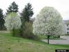 Six species added to Michigan’s invasive plant lists following MI Commission of Ag & Rural Development vote
