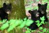 Israeli filmmaker stops for sleeping bear, finds cubs tumbling from tree | Watch