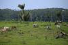 Colombia Passes First-Ever National Law Requiring Beef to Be Traced Back to Its Origins