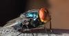 USDA's new partners in fight against screwworm — drones, dogs and fungi