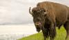 More than 900 Montana bison face removal from federal land after Trump administration decision
