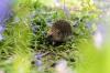 Cheerio Churchill, hello hedgehogs: The British animals Country Life wants to see on our banknotes